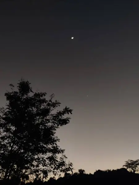 Gecenin karanlığında yıldızlı bir ağacın silüeti.