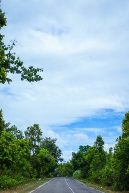Güneşli bir günde ormanın içinden geçen yol
