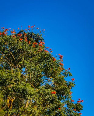 Ağaçtaki kırmızı çiçekler