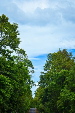 yeşil yapraklar ve mavi gökyüzü