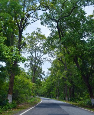 Tropikal ormanda yol