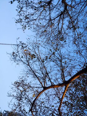 Ağaç dalları, doğa bitki örtüsü.