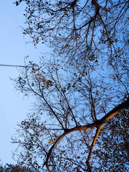 Ağaç dalları, doğa bitki örtüsü.