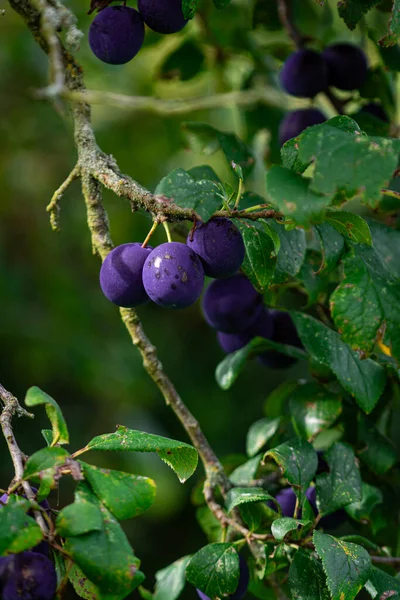 Prunier Avec Des Fruits Violets Dessus — Photo