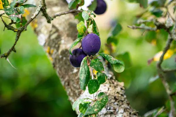 その上に紫の果実が付いている梅の木 — ストック写真