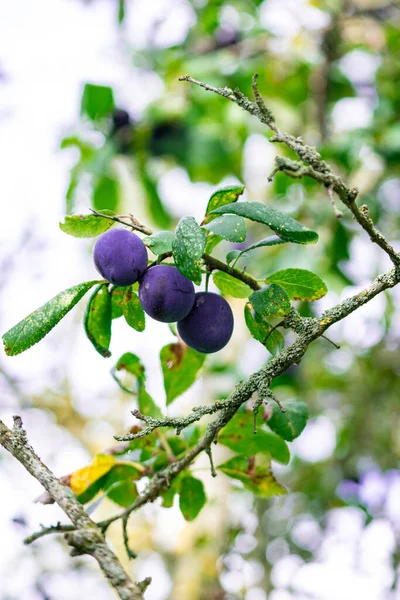 Ein Pflaumenbaum Mit Früchten Darauf — Stockfoto