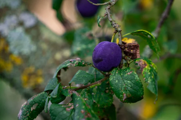 その上に紫色の果実が付いている梅の木 — ストック写真
