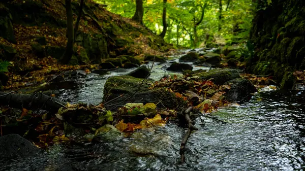 Stream Running Forest Filled Rocks — Stock Photo, Image