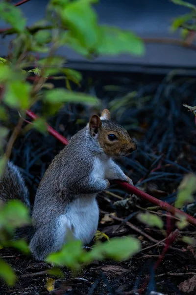 Esquilo Sentado Chão Comendo Uma Planta — Fotografia de Stock