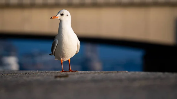 a seagull standing on a concrete ledge
