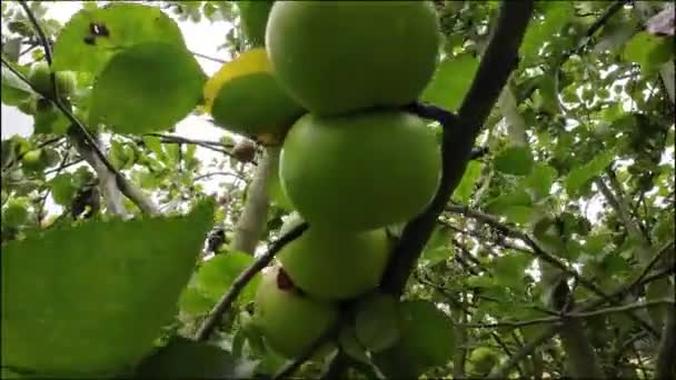 Groene Appelboom Tuin — Stockvideo