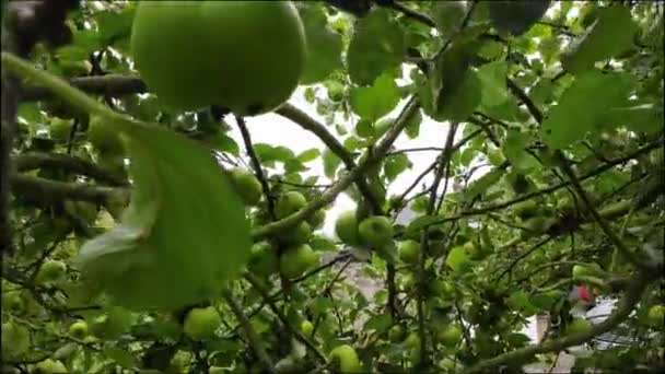 Зелені Яблука Дереві — стокове відео