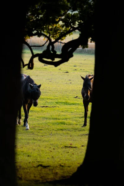 Konie Polu Zachodzie Słońca — Zdjęcie stockowe