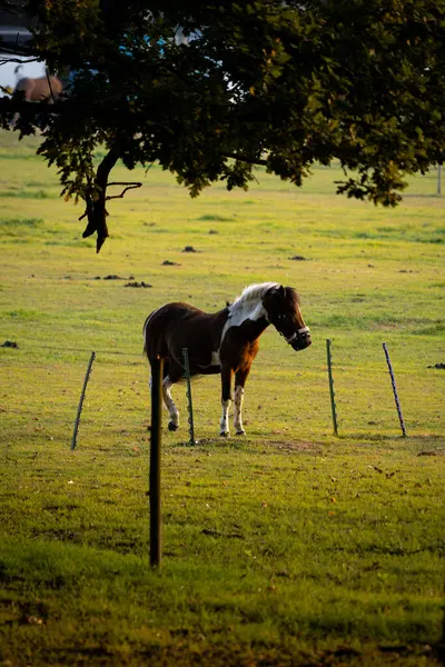 Koně Poli Při Západu Slunce — Stock fotografie