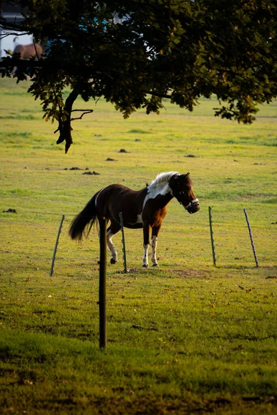 Paarden Het Veld Bij Zonsopgang — Stockfoto