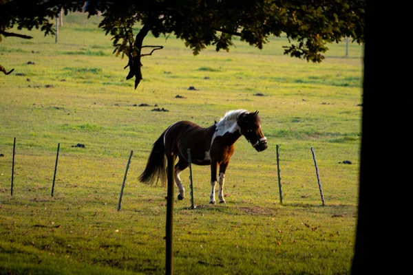 日没の日の出のフィールドの馬 — ストック写真