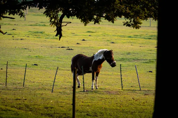 Atlar Gün Batımında Tarlada — Stok fotoğraf