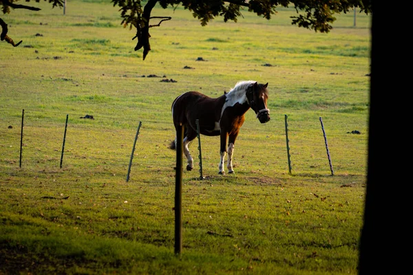 日没の日の出のフィールドの馬 — ストック写真