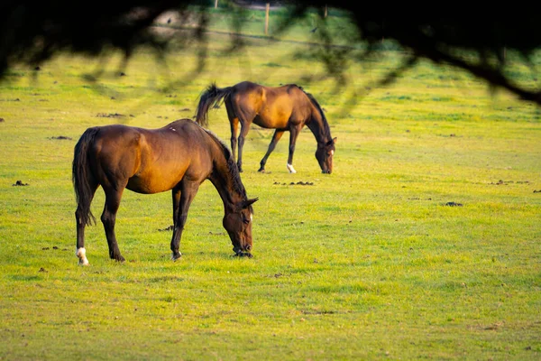 Cavalos Campo Nascer Sol — Fotografia de Stock