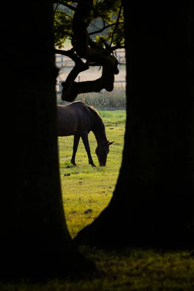 Cavalos Campo Nascer Sol — Fotografia de Stock