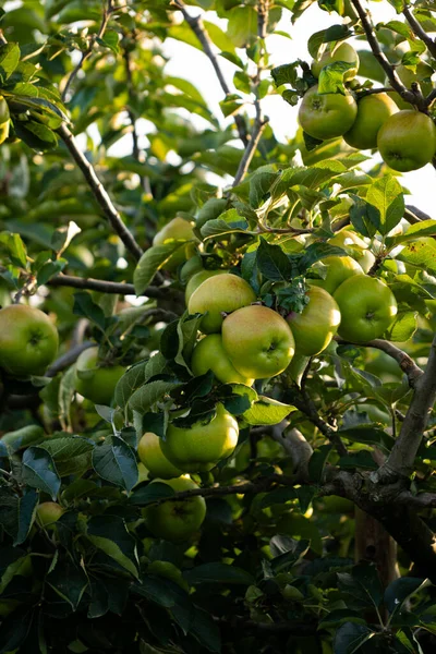 Πράσινα Μήλα Στο Κλαδί Του Δέντρου — Φωτογραφία Αρχείου