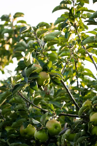 Zelená Jablka Větvi Stromu Visí — Stock fotografie