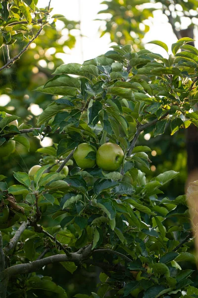 Zelená Jablka Větvi Stromu Visí — Stock fotografie