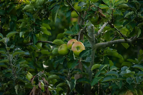 Зелені Яблука Гілці Дерева Висять — стокове фото