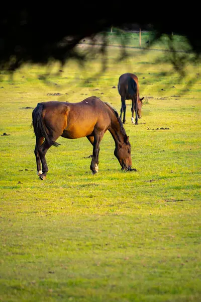 Atlar Gün Batımında Tarlada — Stok fotoğraf