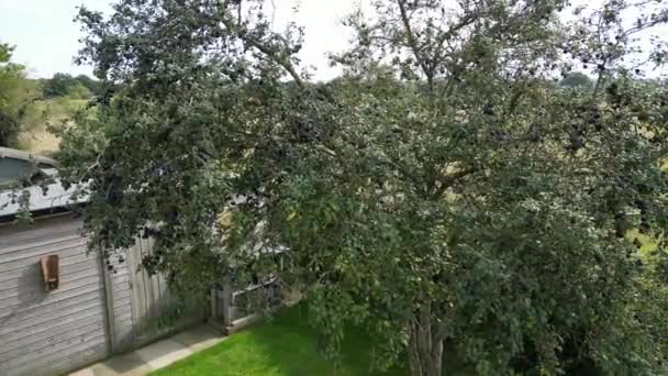 Árvore Ameixas Jardim Luz Dia — Vídeo de Stock
