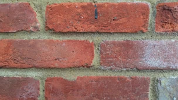 Texture Background Red Brick Wall Isolated — Stock Video