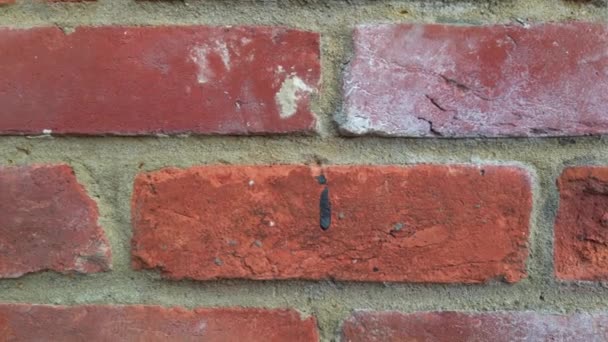 隔離された赤い煉瓦の壁の質の背景 — ストック動画