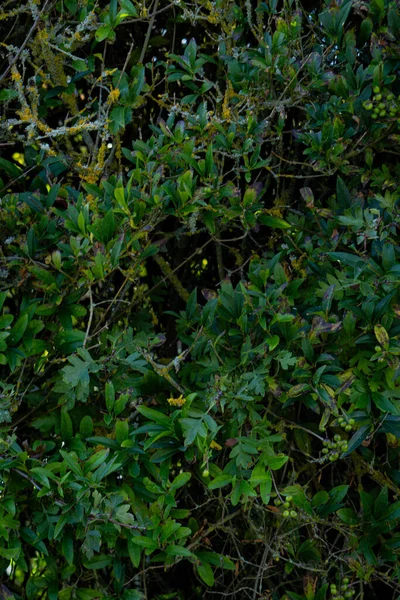 Fundo Textura Arbusto Com Ramo Plena Luz — Fotografia de Stock