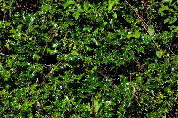 フルライトの枝が付いている茂みの質の背景 — ストック写真