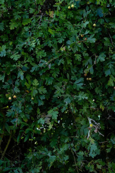 Texture Background Bush Branch Full Light — Stock Photo, Image
