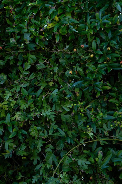 全光分枝灌丛的纹理背景 — 图库照片