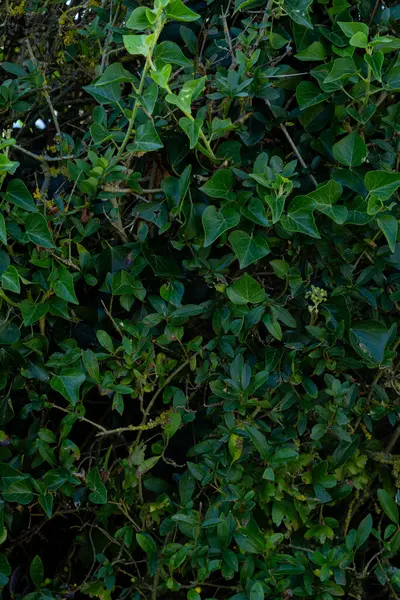 全光分枝灌丛的纹理背景 — 图库照片