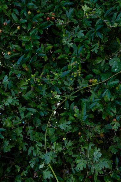 Texture Fond Buisson Avec Branche Pleine Lumière — Photo