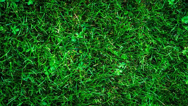 Texture Fond Herbe Verte Avec Des Formes Inégales — Photo