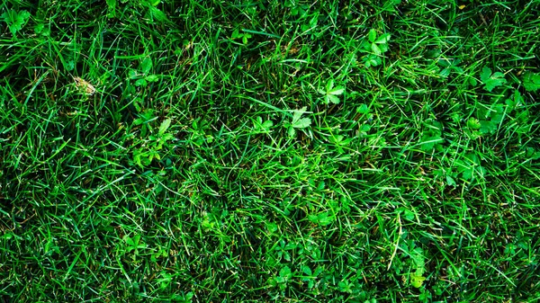 Düz Olmayan Şekilli Yeşil Çimenlerin Dokusu — Stok fotoğraf