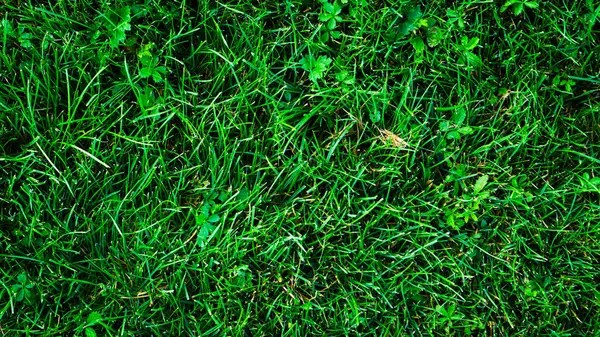 Textura Fondo Hierba Verde Con Formas Irregulares — Foto de Stock