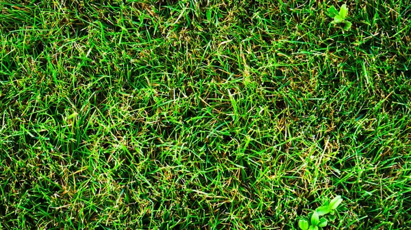 Текстурный Фон Зеленой Травы Неровными Формами — стоковое фото