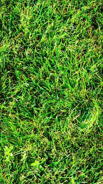 不均匀形状绿草的纹理背景 — 图库照片