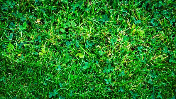Texture Background Green Grass Uneven Shapes — Stock Photo, Image