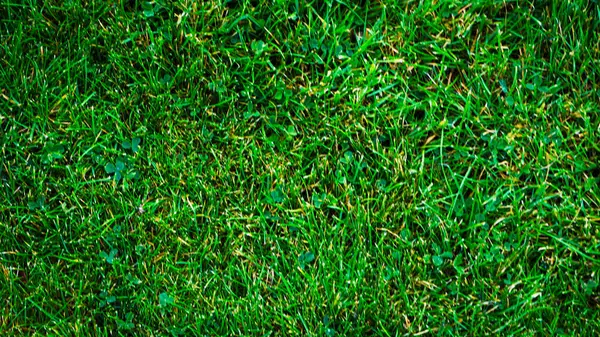 Текстурный Фон Зеленой Травы Неровными Формами — стоковое фото