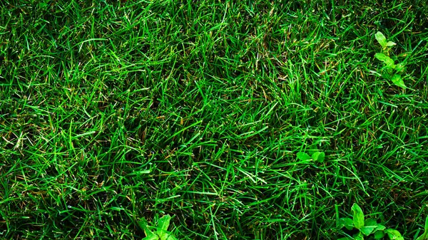 Textuur Achtergrond Van Groen Gras Met Ongelijke Vormen — Stockfoto