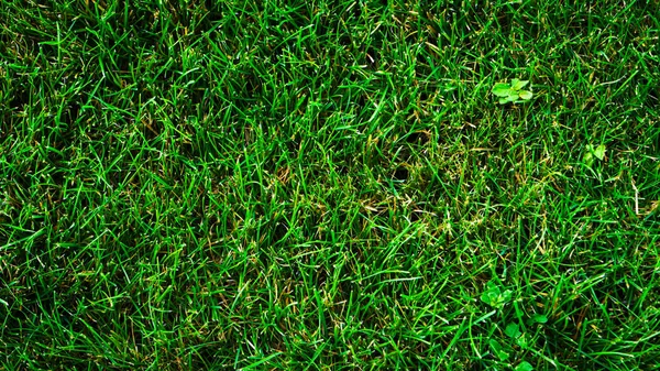 Texture Background Green Grass Uneven Shapes — Stock Photo, Image
