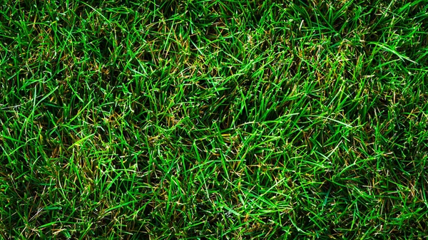 Textur Hintergrund Von Grünem Gras Mit Unebenen Formen — Stockfoto