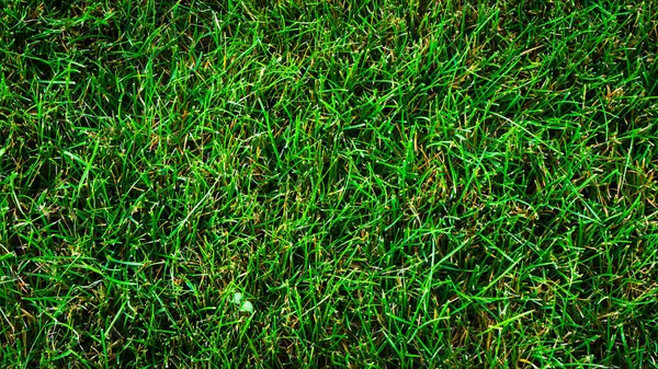 고르지 모양의 잔디의 — 스톡 사진