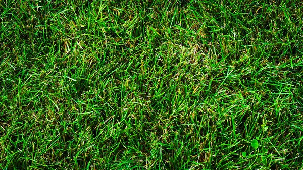 고르지 모양의 잔디의 — 스톡 사진